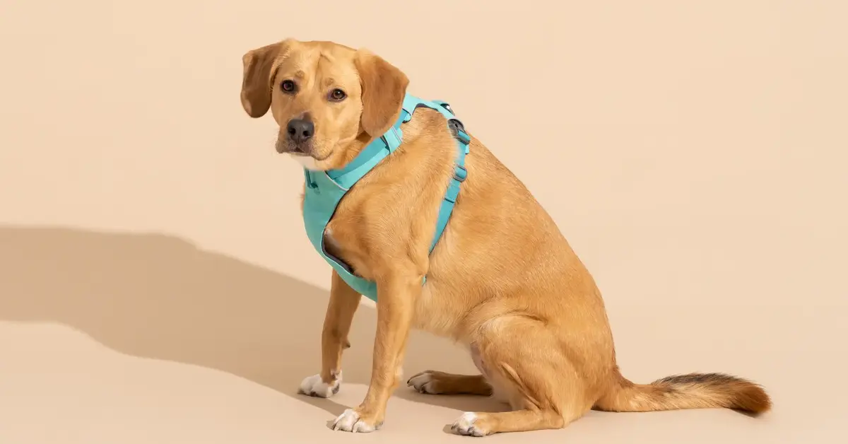 Home DOG The Ultimate Guide to Dog Breeds: Finding the Perfect Match for Your Lifestyle
