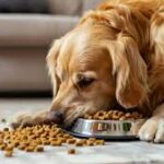Healthy Diets for Dogs: Choosing the Right Food for Your Furry Friend