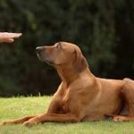 Training Basics: Essential Commands Every Dog Should Know