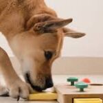 Exercise and Mental Stimulation: Keeping Your Dog Active and Engaged