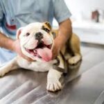 Essential Health Checks for Dogs: What Every Dog Owner Should Know