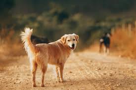 The Ultimate Guide to Dog Breeds: Finding the Perfect Match for Your Lifestyle